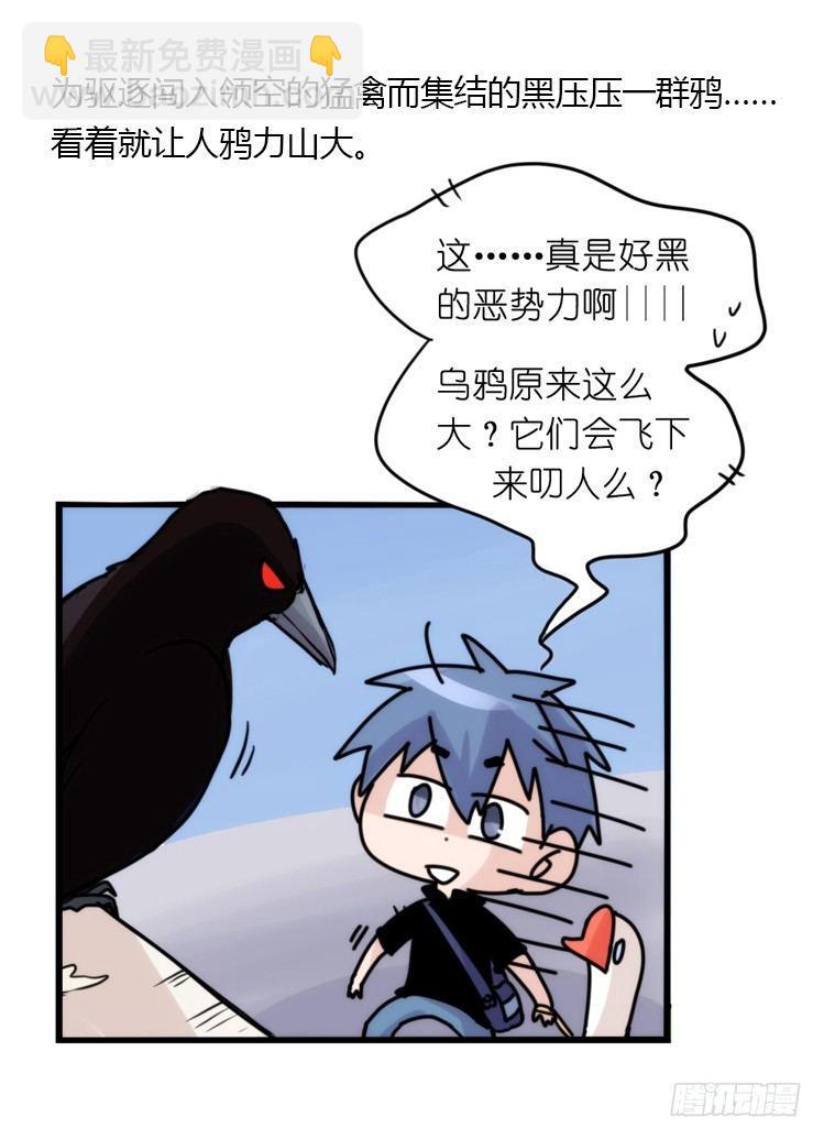 家有鹅霸：霸系鸟类巅峰对决-第68话