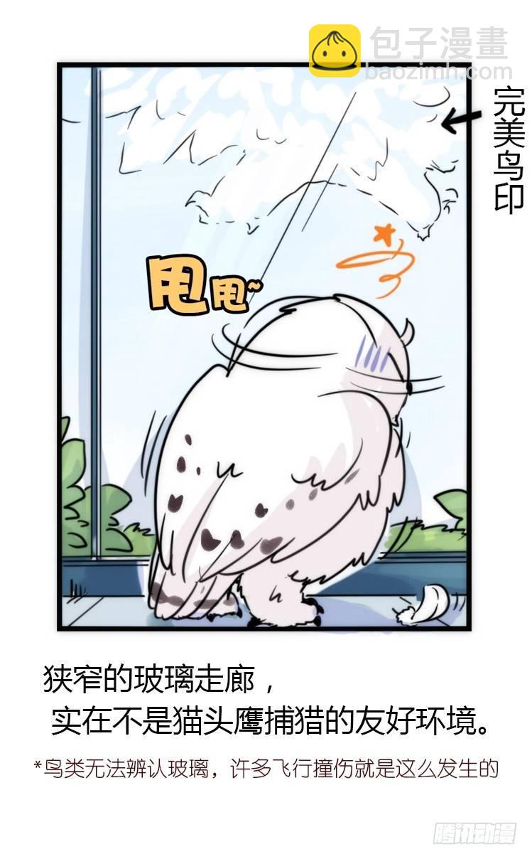 飞吧小少爷：减肥记-第10话