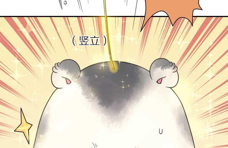 毛球星传说 第2集-第2话