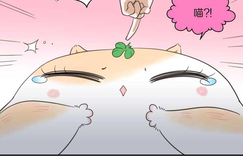 毛球星传说 第18集(1/2)-第18话