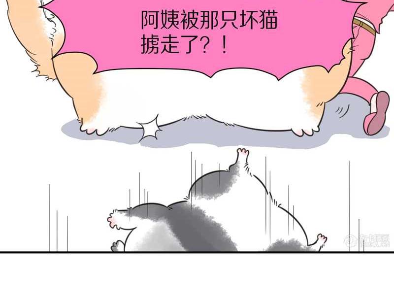 毛球星传说 第26集(1/3)-第26话