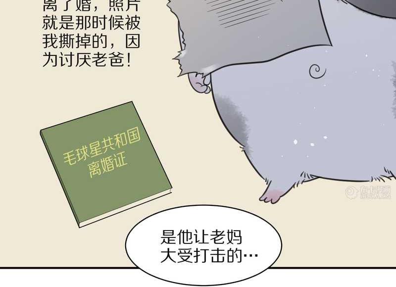 毛球星传说 第26集(1/3)-第26话
