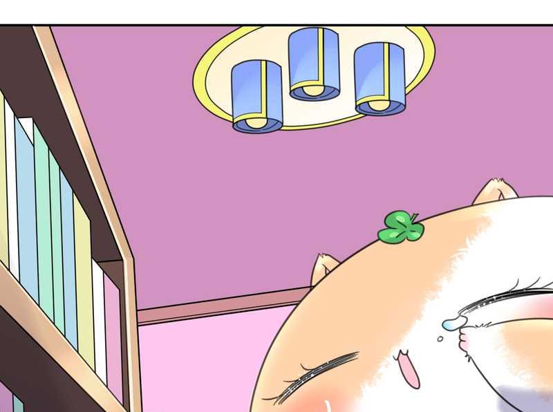 毛球星传说 第40集(1/2)-第40话