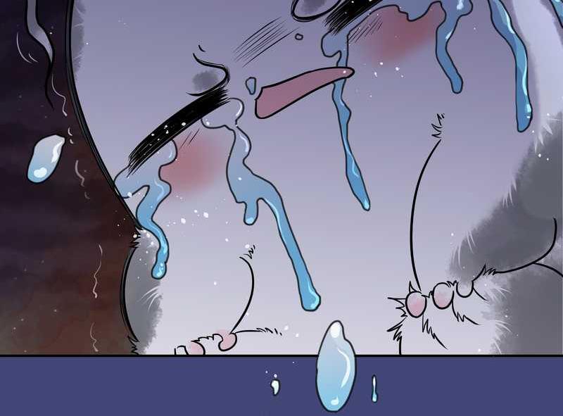 毛球星传说 第50集(1/2)-第50话