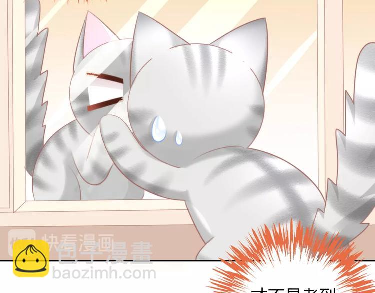 第125话 猫舍C位（一）(1/2)-第126话