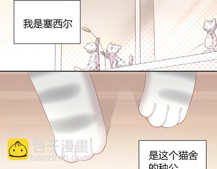 第125话 猫舍C位（一）(1/2)-第126话