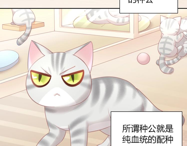 第125话 猫舍C位（一）(1/2)-第126话