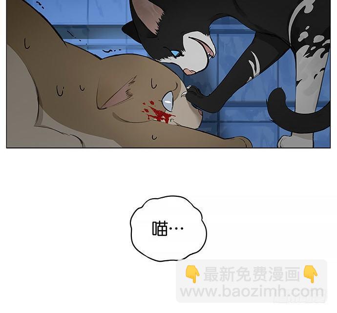 可爱的猫咪。-第22话