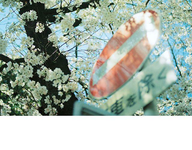 第16期 每一朵春花，都是治愈系 | @overwater、@overwind-第16话