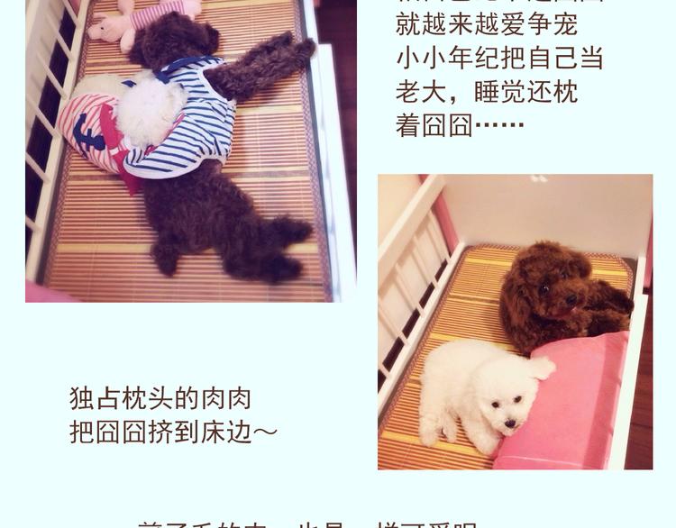 🍤热狗奶茶 番外 萌萌三小只的日常 第12页