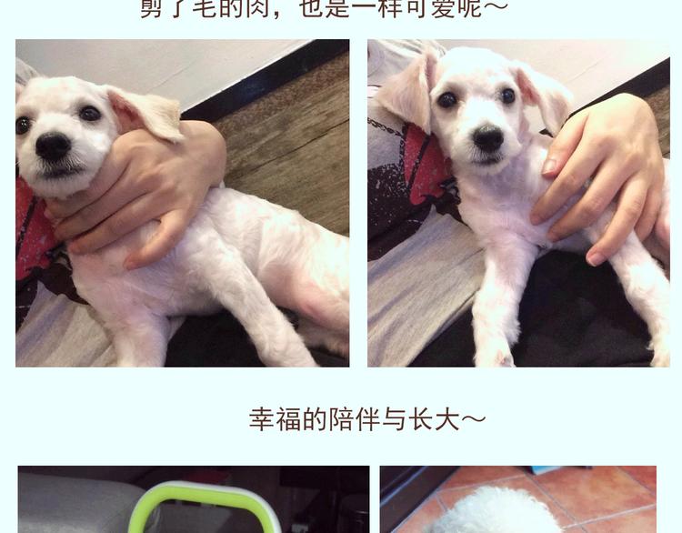 🍤热狗奶茶 番外 萌萌三小只的日常 第13页