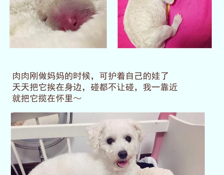 🍤热狗奶茶 番外 萌萌三小只的日常 第22页