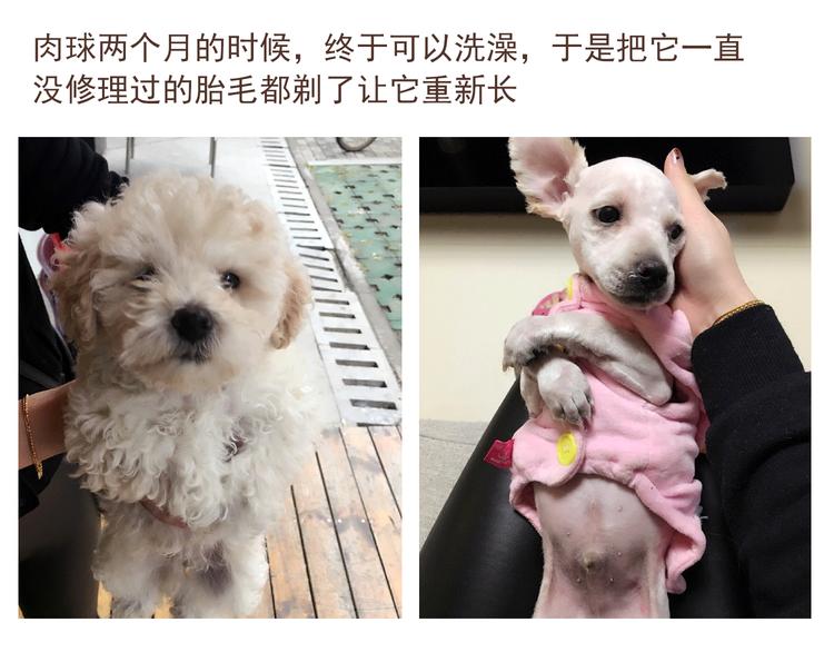 🍤热狗奶茶 番外 萌萌三小只的日常 第27页