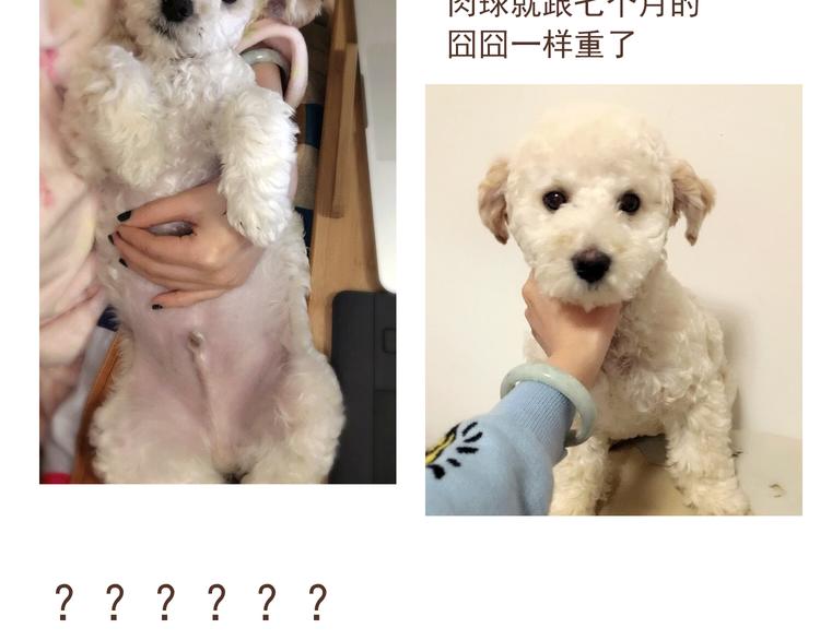 🍤热狗奶茶 番外 萌萌三小只的日常 第30页