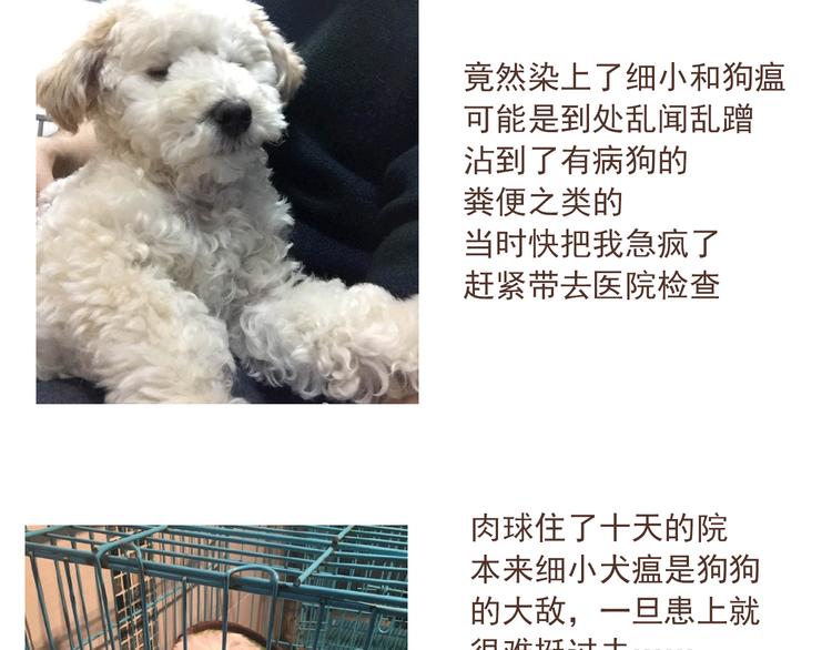 🍤热狗奶茶 番外 萌萌三小只的日常 第34页