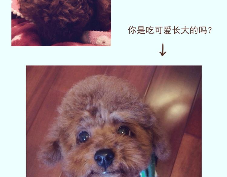 🍤热狗奶茶 番外 萌萌三小只的日常 第4页