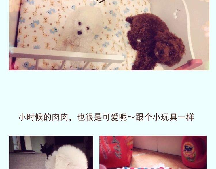 🍤热狗奶茶 番外 萌萌三小只的日常 第7页