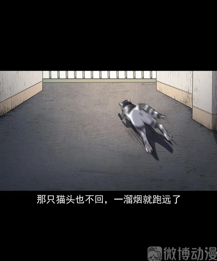 白头翁之猫灵(1/3)-第222话