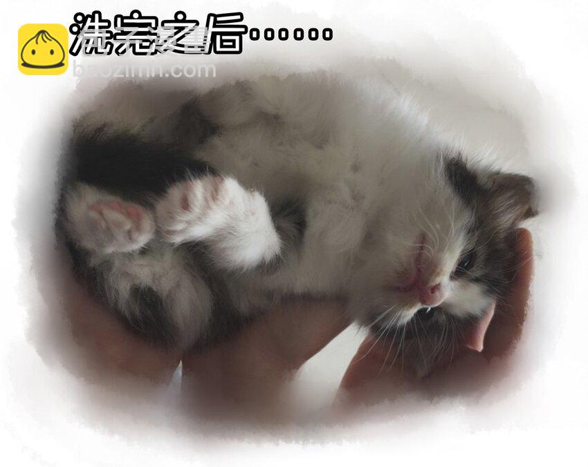 🍱殺手古德 900 九百话纪念 第14页