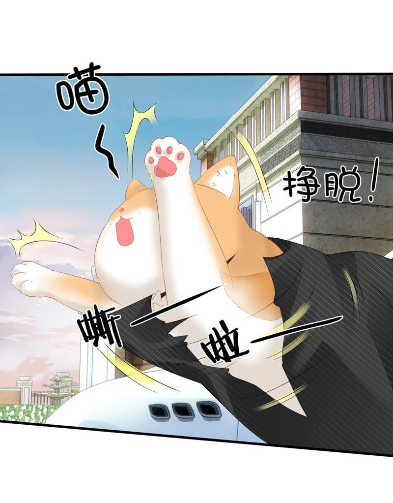 找到橘猫啦！(1/2)-第70话