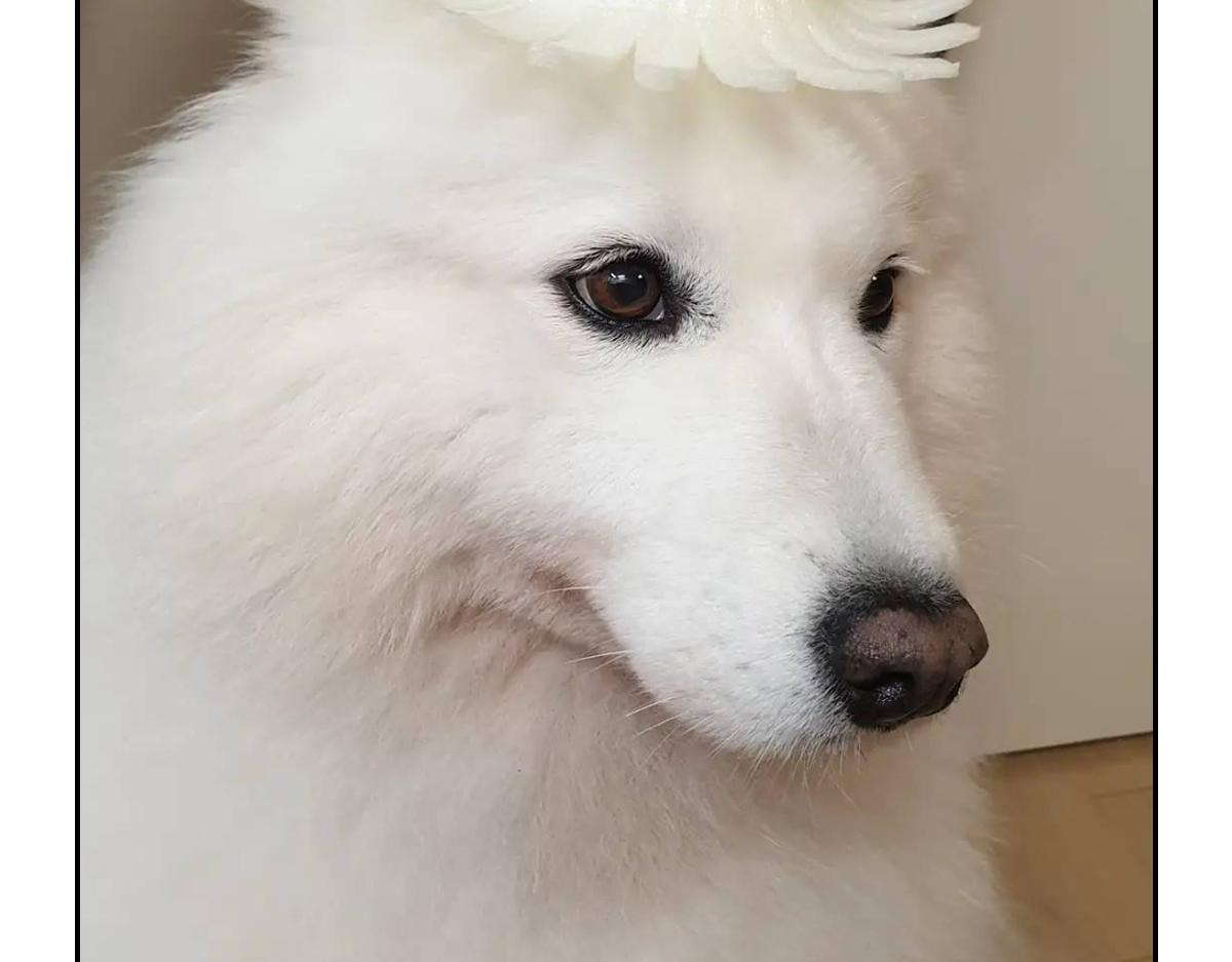 第89话 棉花的个人技(1/2)-第158话