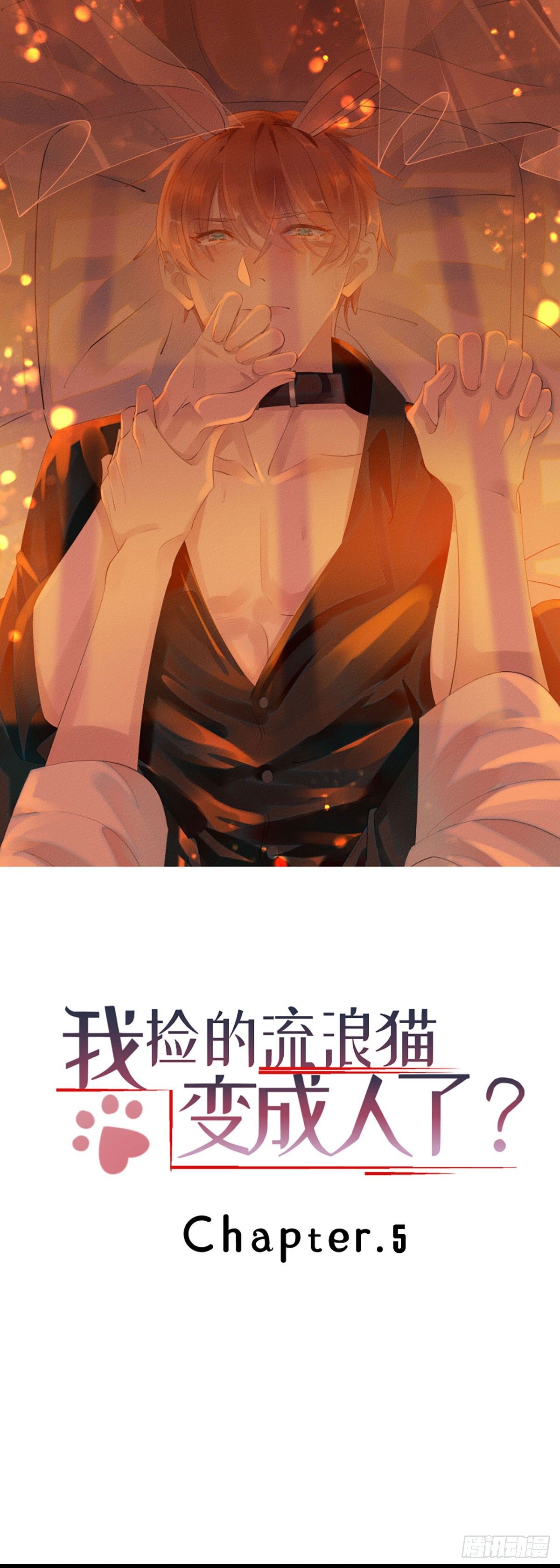 5.终于把小猫咪拐回家了！-第6话