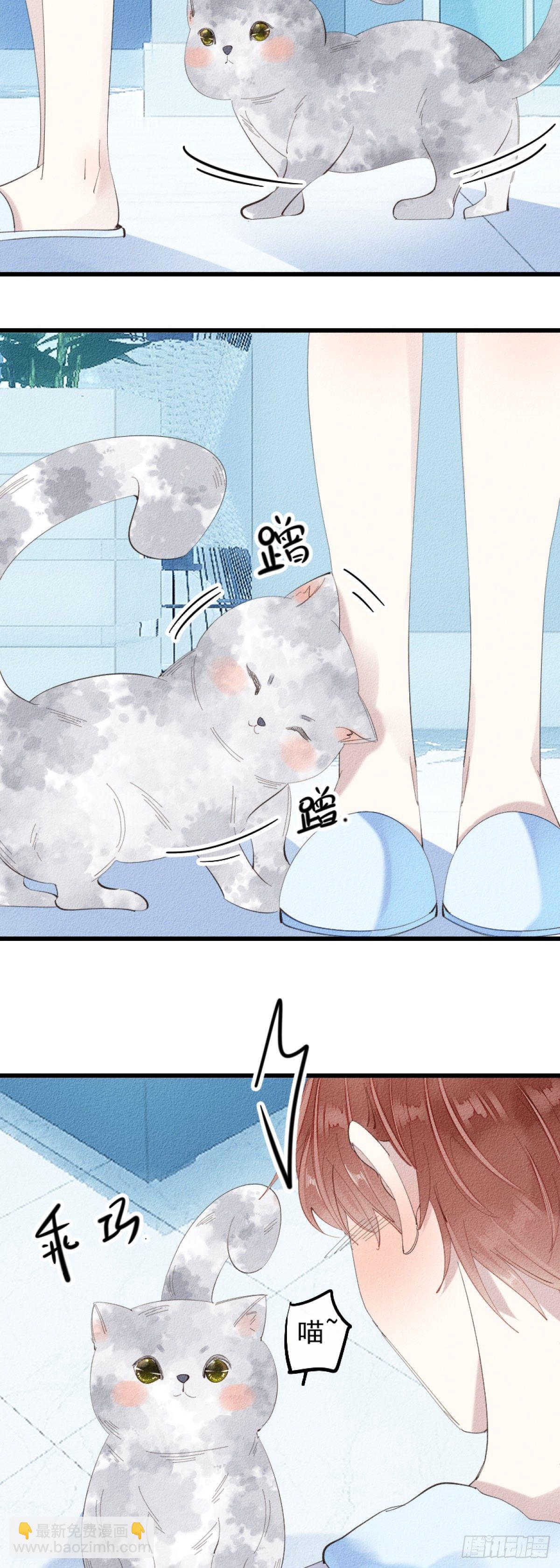 5.终于把小猫咪拐回家了！-第6话