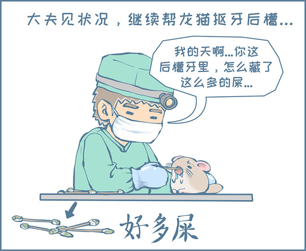 真实的龙猫友故事&mdash;菟丝丝（下）-第238话