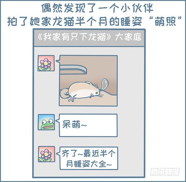 拍了龙猫半个月的睡觉萌照（上）-第296话
