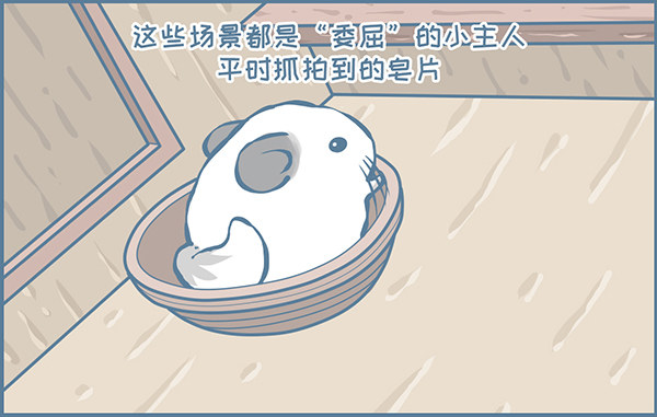 龙猫多肉的日常-第346话