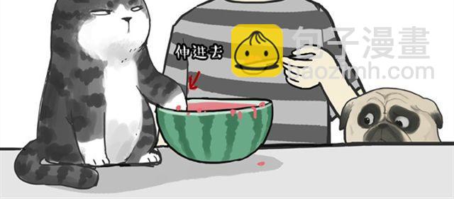 🍘吾皇巴扎黑 第16话 我家猫怎么能牺牲色相 第15页