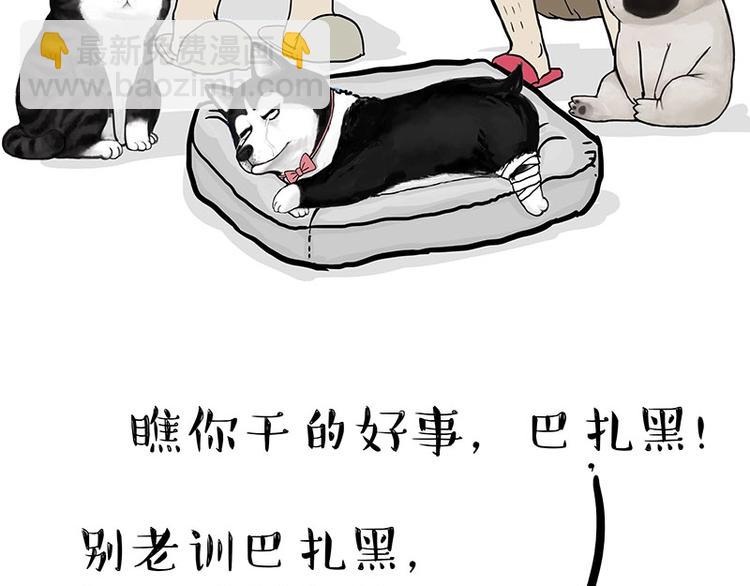 🍘吾皇巴扎黑 第160话 最差的一届哈士奇！ 第17页
