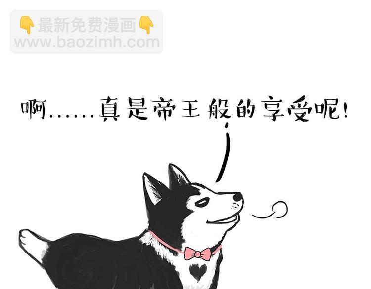 🍘吾皇巴扎黑 第160话 最差的一届哈士奇！ 第45页