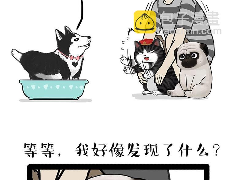 🍘吾皇巴扎黑 第160话 最差的一届哈士奇！ 第47页