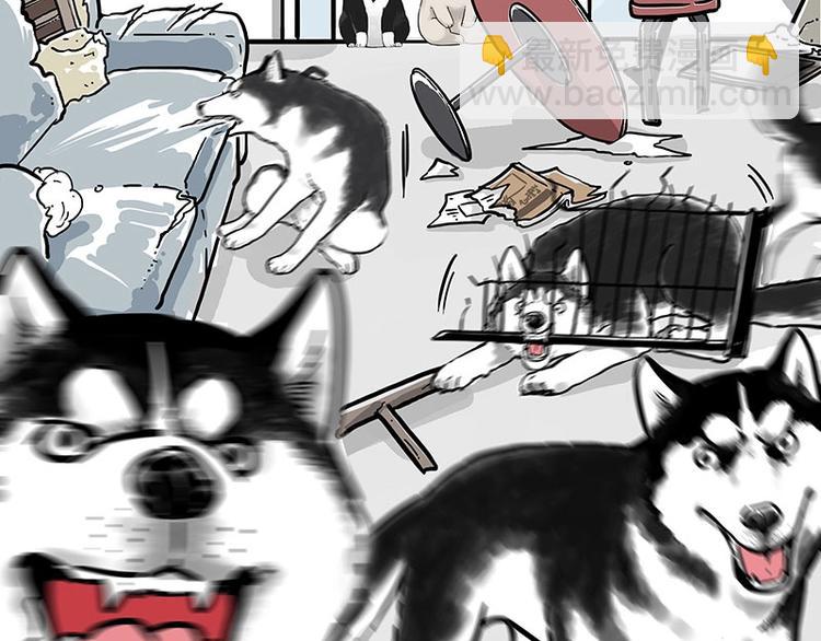 🍘吾皇巴扎黑 第194话 生活不易，猫狗打工 第7页