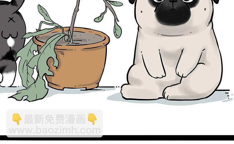 🍘吾皇巴扎黑 第210话 巴扎黑是最委屈的狗 第13页