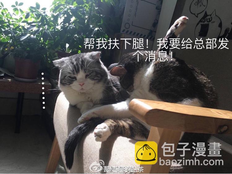 🍘吾皇巴扎黑 第28话 与喵星失去联系的吾皇 第20页