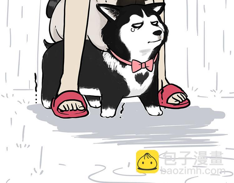 🍘吾皇巴扎黑 第282话 型男（猫） 第17页