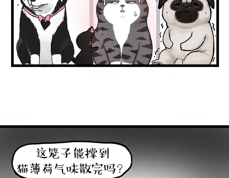 🍘吾皇巴扎黑 第284话 美喵竟是我自己 第49页