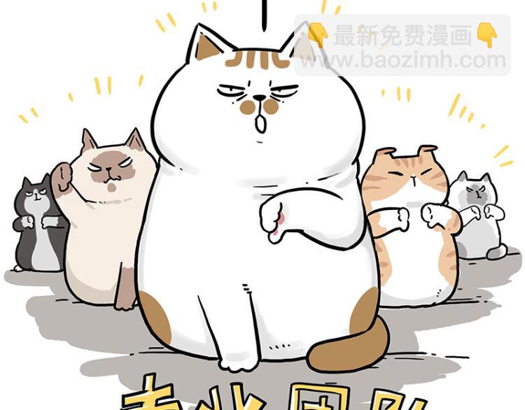🍘吾皇巴扎黑 第290话 凶恶猫猫组织 第12页