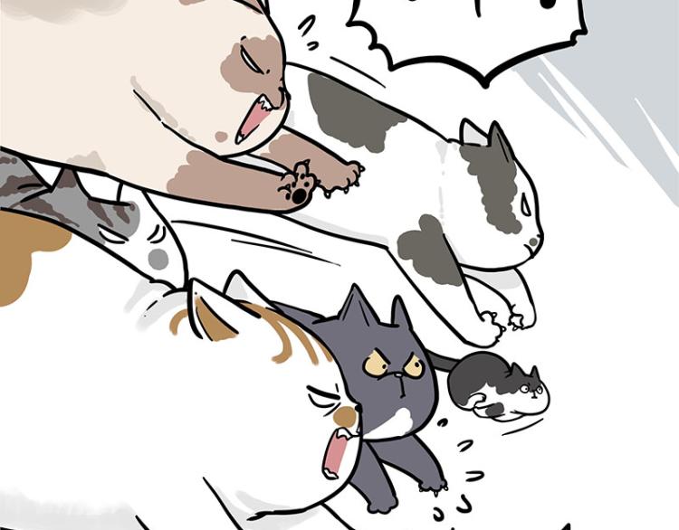 🍘吾皇巴扎黑 第290话 凶恶猫猫组织 第5页