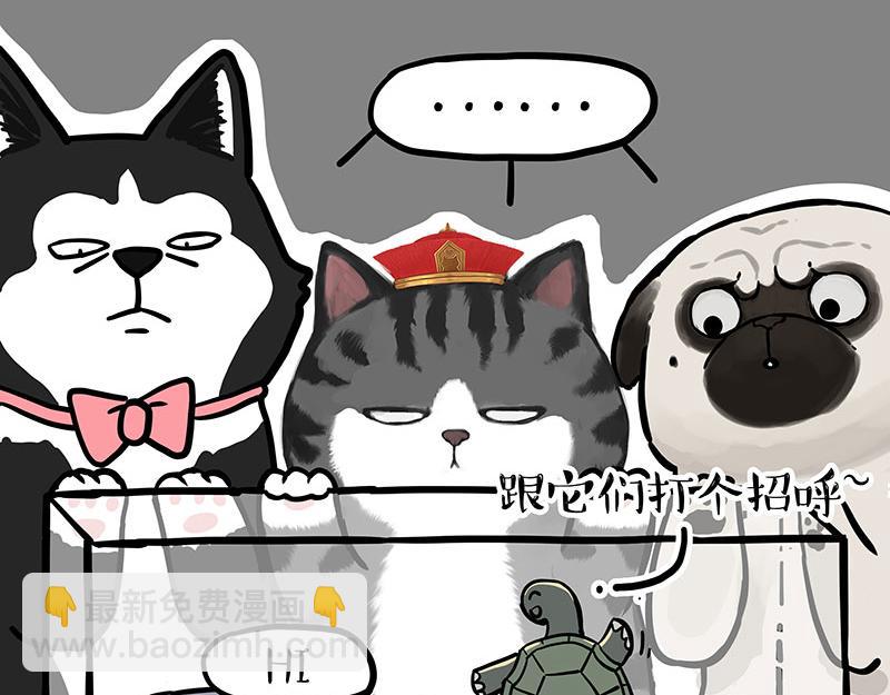 🍘吾皇巴扎黑 第298话 龟与狗与世界 第11页