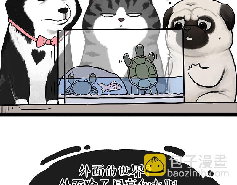 🍘吾皇巴扎黑 第298话 龟与狗与世界 第17页