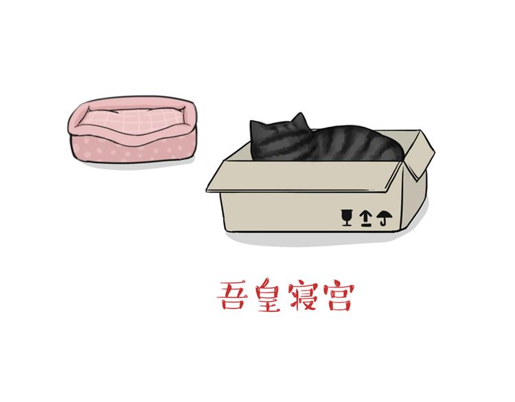 🍘吾皇巴扎黑 第38话 猫星人的三宫六院 第13页