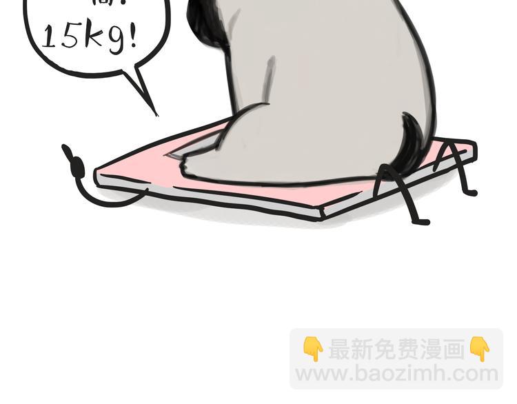 🍘吾皇巴扎黑 第74话 猫主子送的也敢扔 第21页