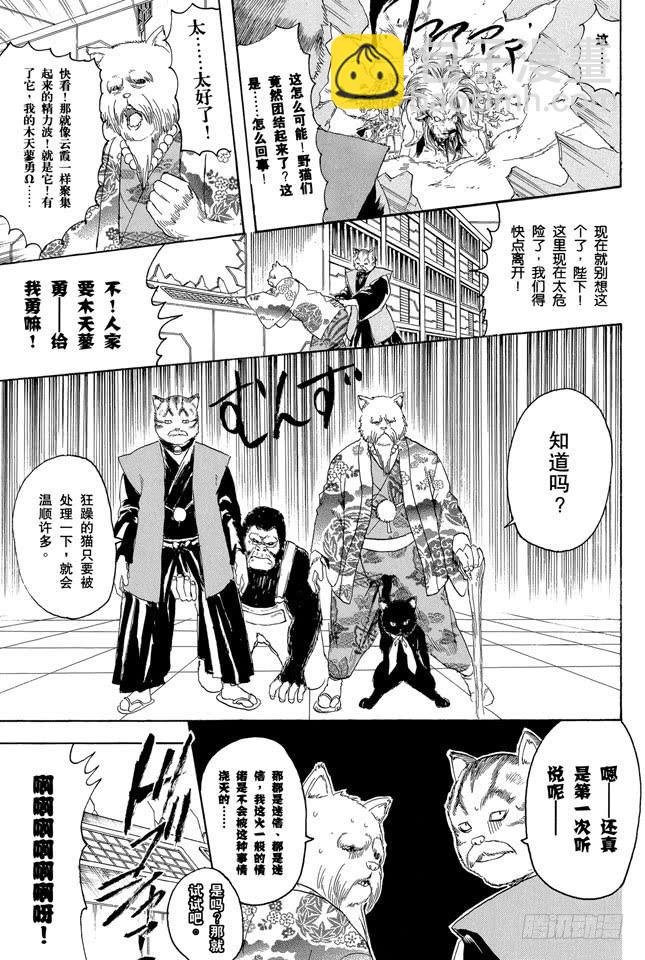 🍜银魂 第279话 野猫哀歌 第13页