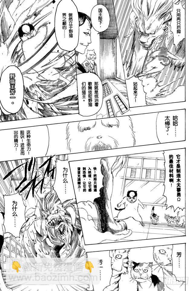🍜银魂 第279话 野猫哀歌 第3页