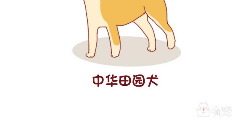 🍜有宠百科 第52话 第10页