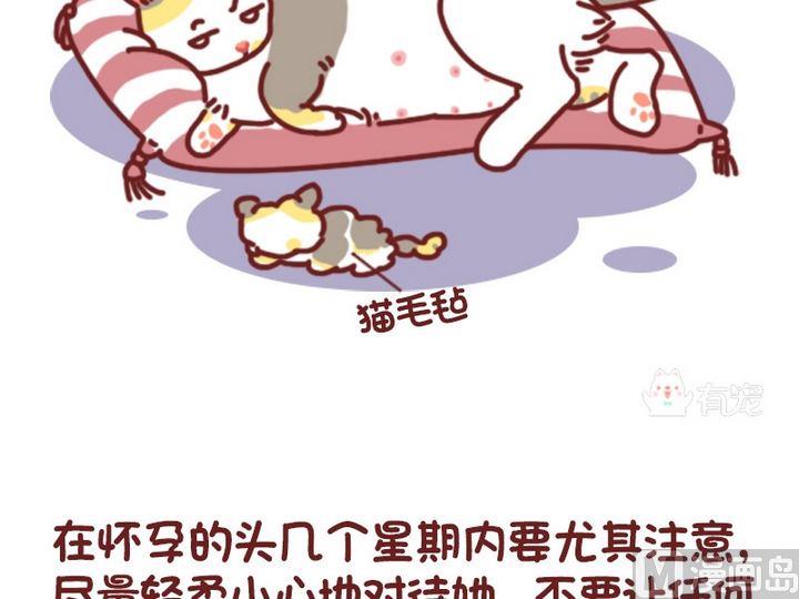 🍜有宠百科 70如何判断猫咪是否怀孕 第10页