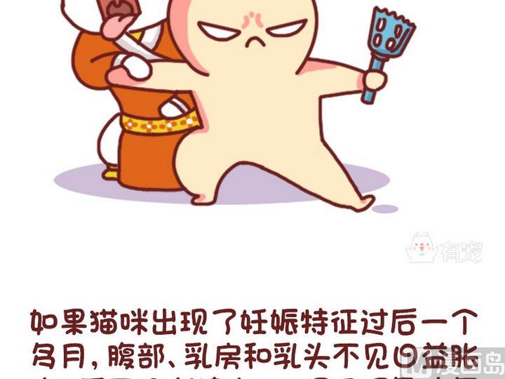 🍜有宠百科 70如何判断猫咪是否怀孕 第12页